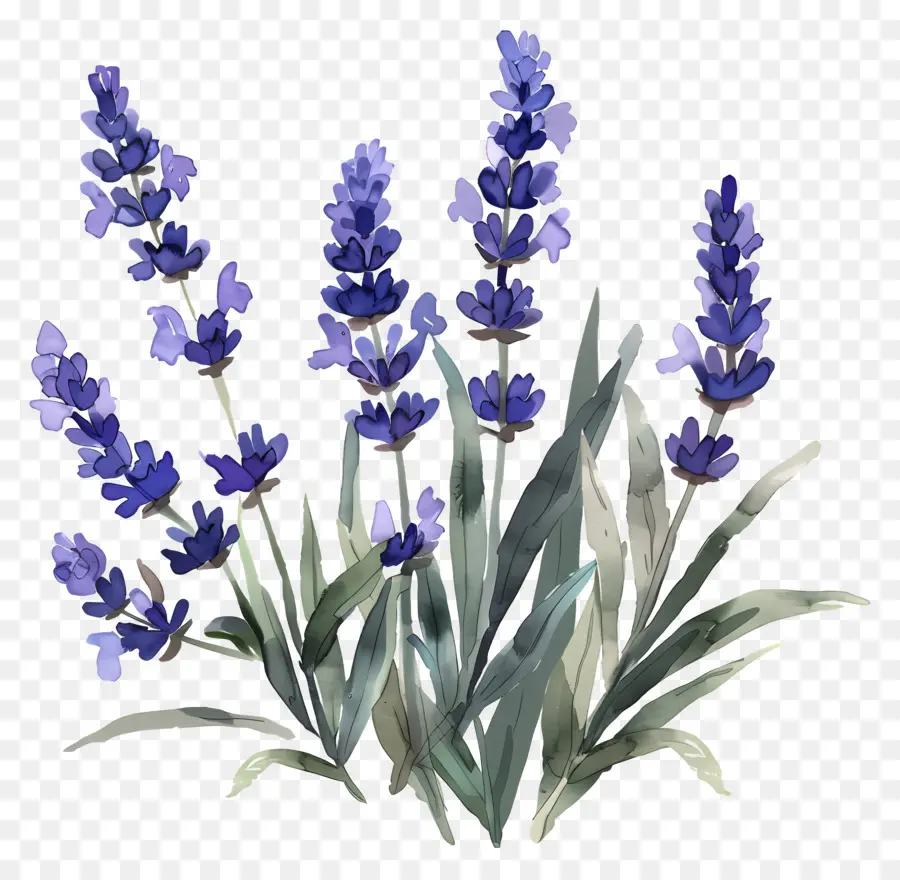 Lavanda，Lavanda Roxa PNG