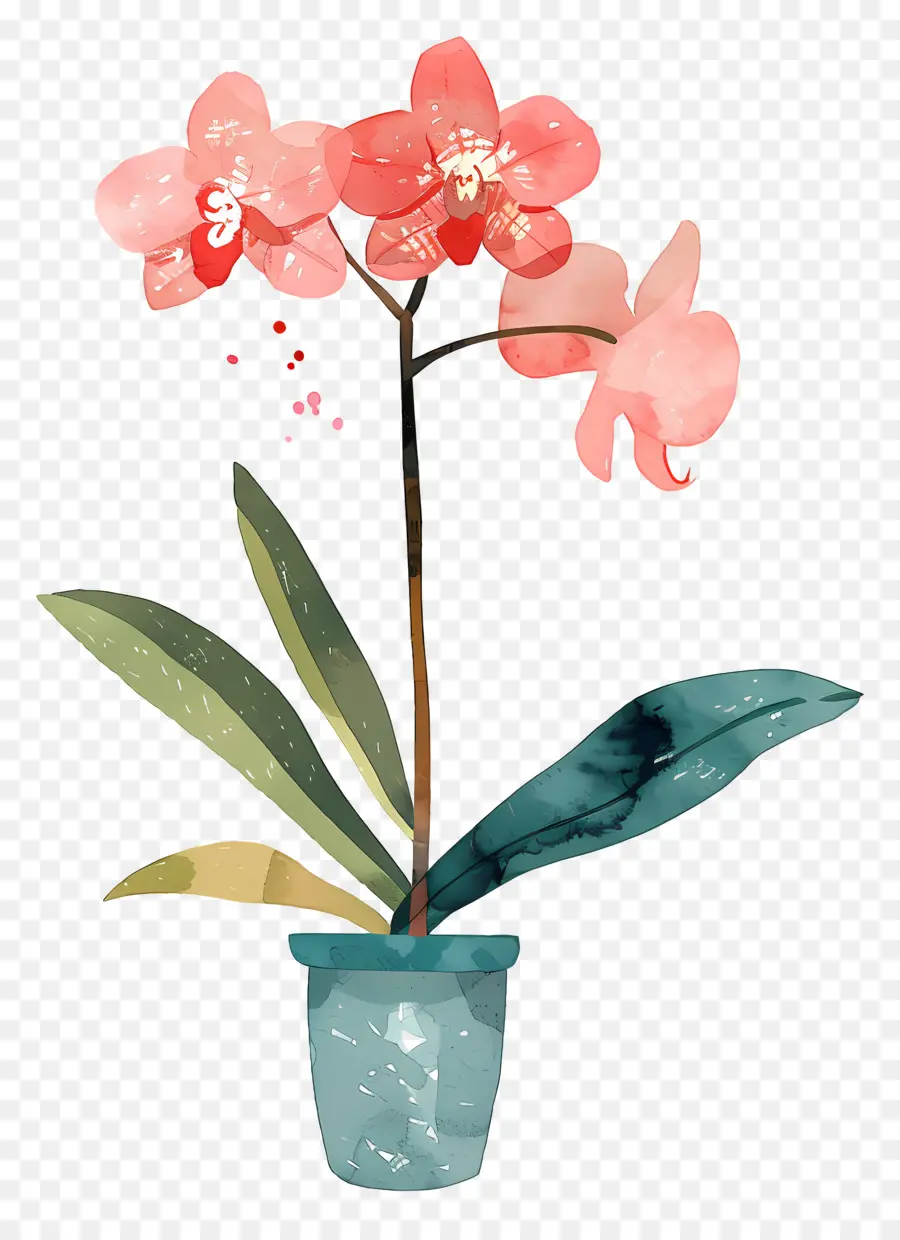 Orquídea，Flor PNG