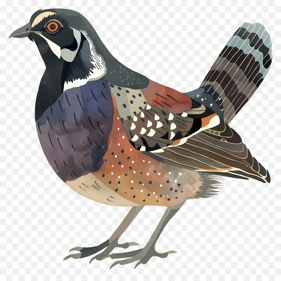 Codorna，Aves PNG