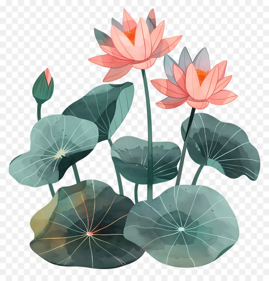 Nenúfar，Flores De Lótus PNG