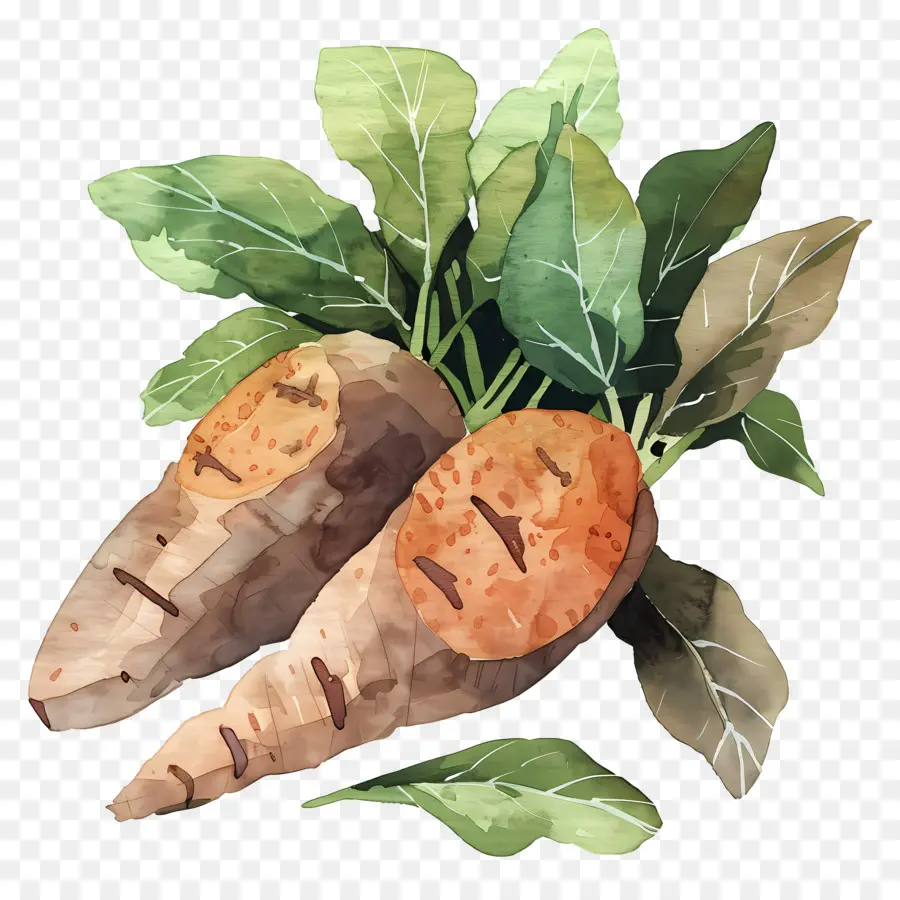 Yam，Ilustração Em Aquarela PNG