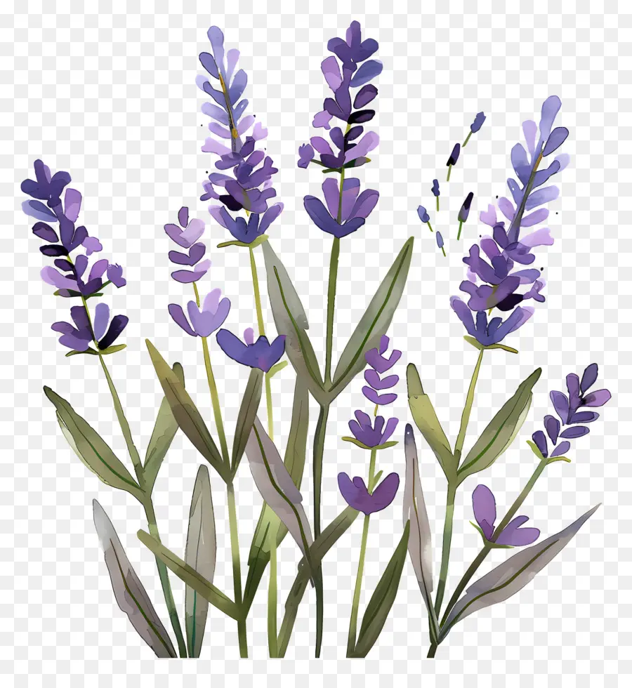 Lavanda，Flores De Lavanda PNG