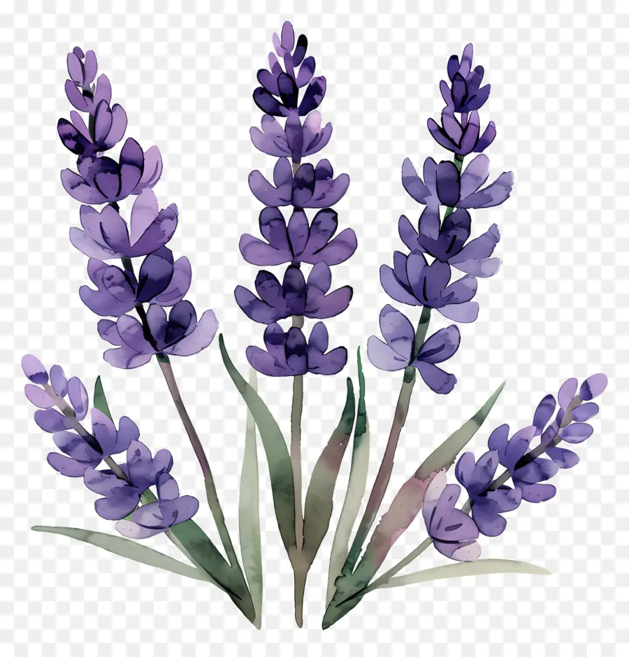 Lavanda，Lavanda Roxa PNG