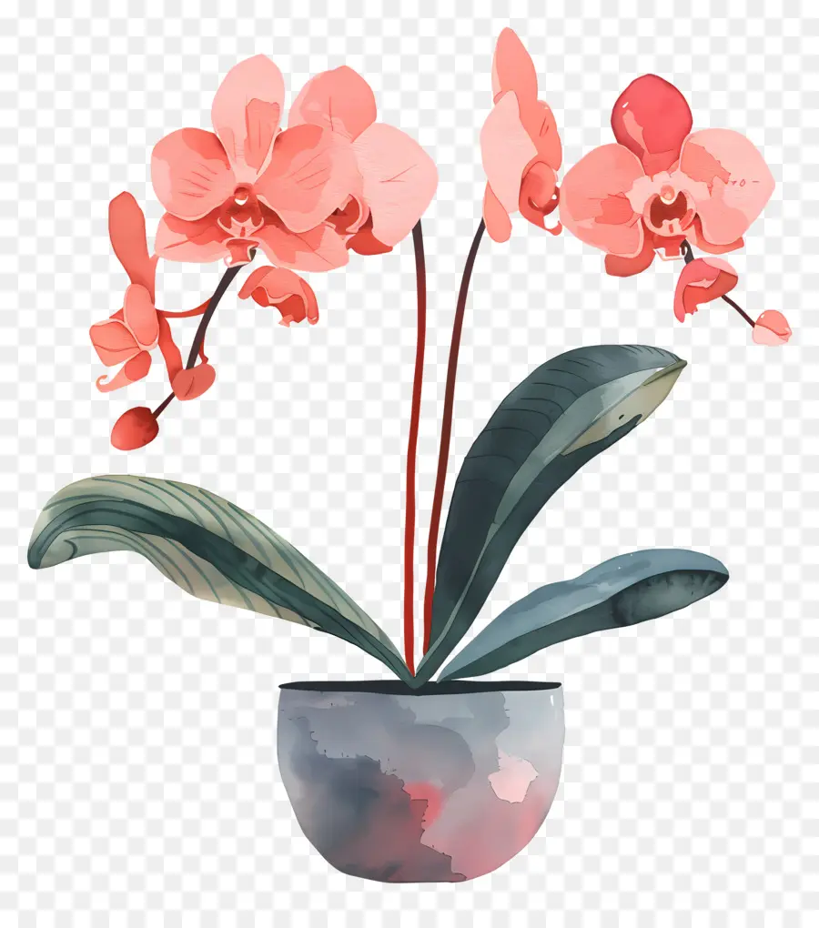 Orquídea，Flores Cor De Rosa PNG