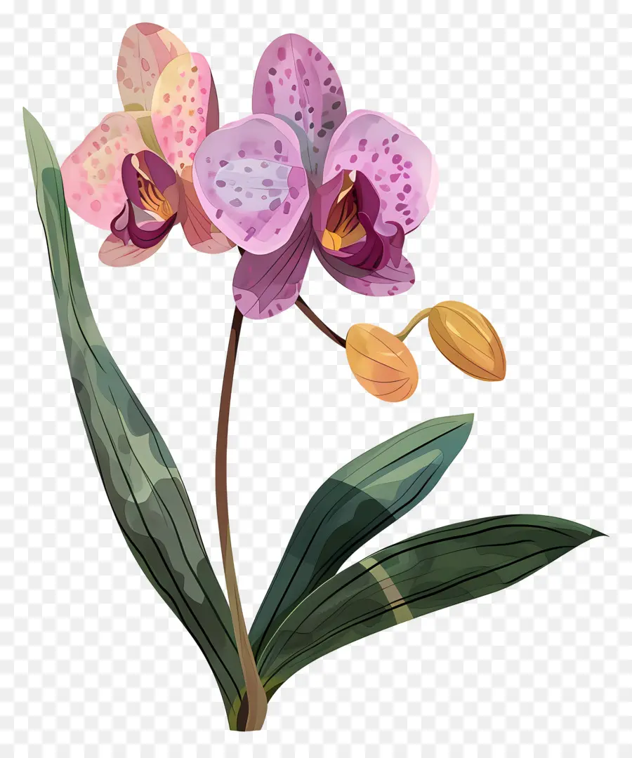 Orquídea，Cartoon Orquídea PNG