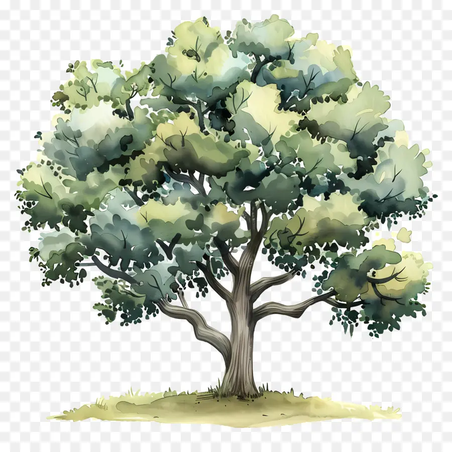 Oak Tree，árvore De Folhas Largas PNG