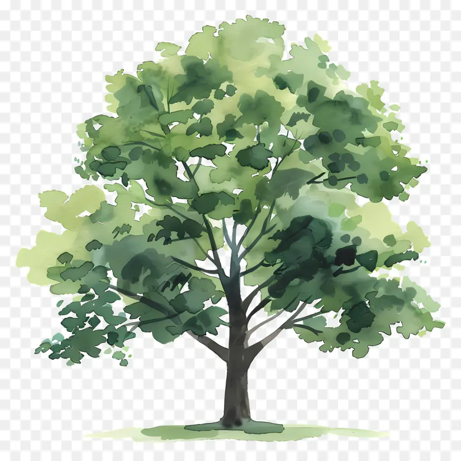 Oak Tree，árvore De Folhas Secas PNG