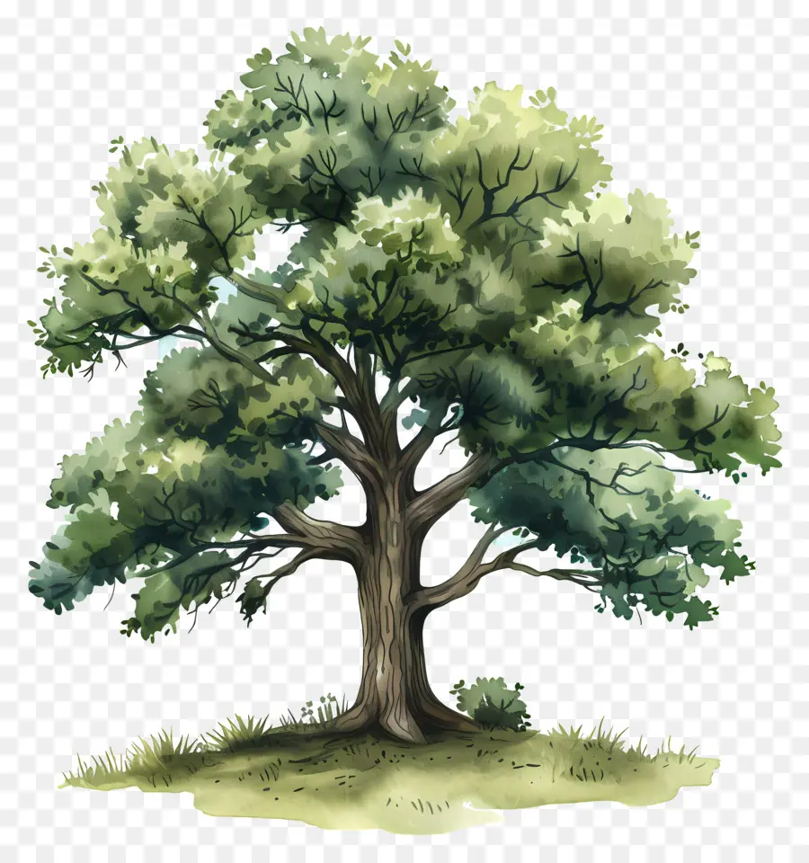 Oak Tree，Folhas Verdes PNG
