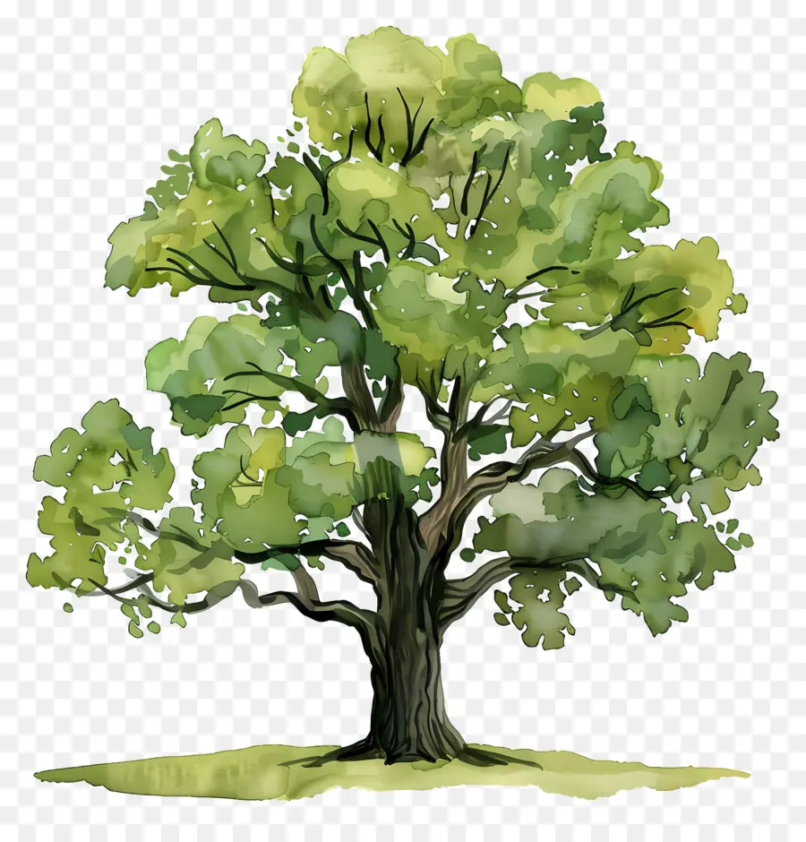 Oak Tree，Natureza PNG