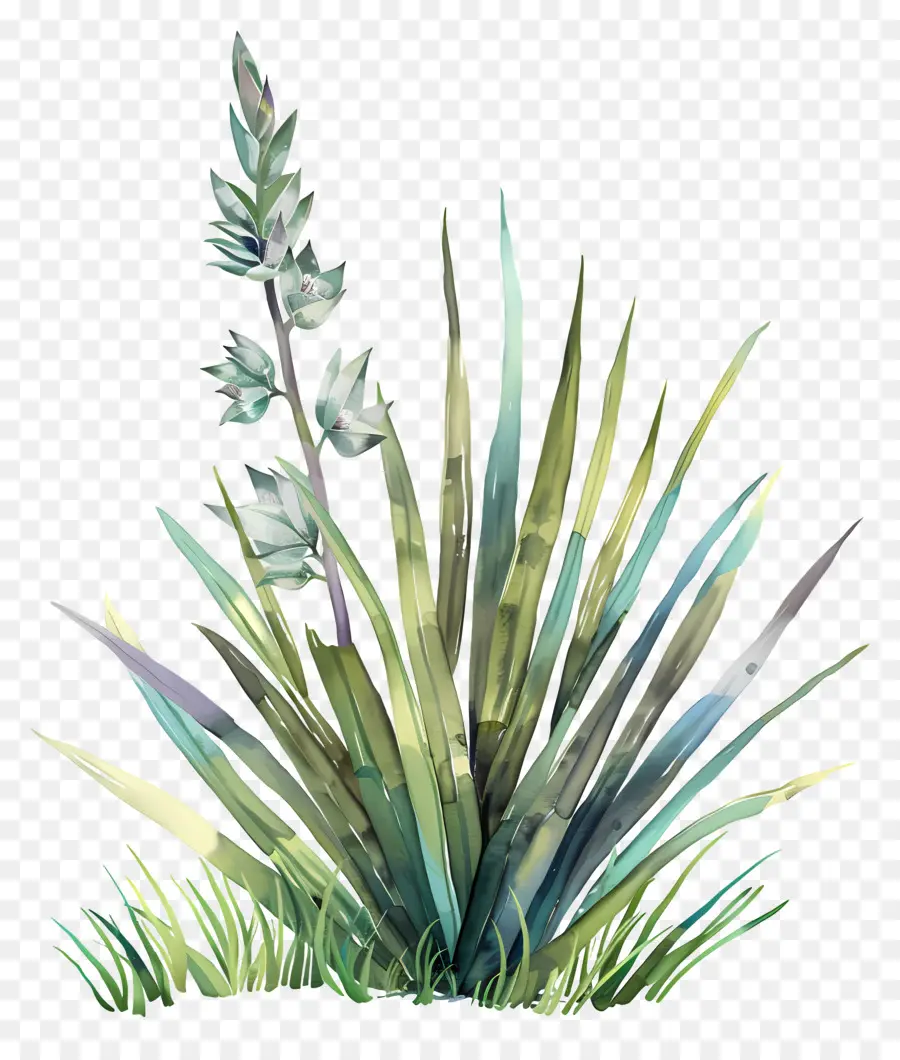 Yucca，Ilustração Em Aquarela PNG