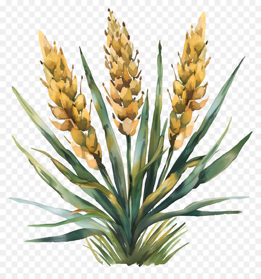 Yucca，Planta PNG