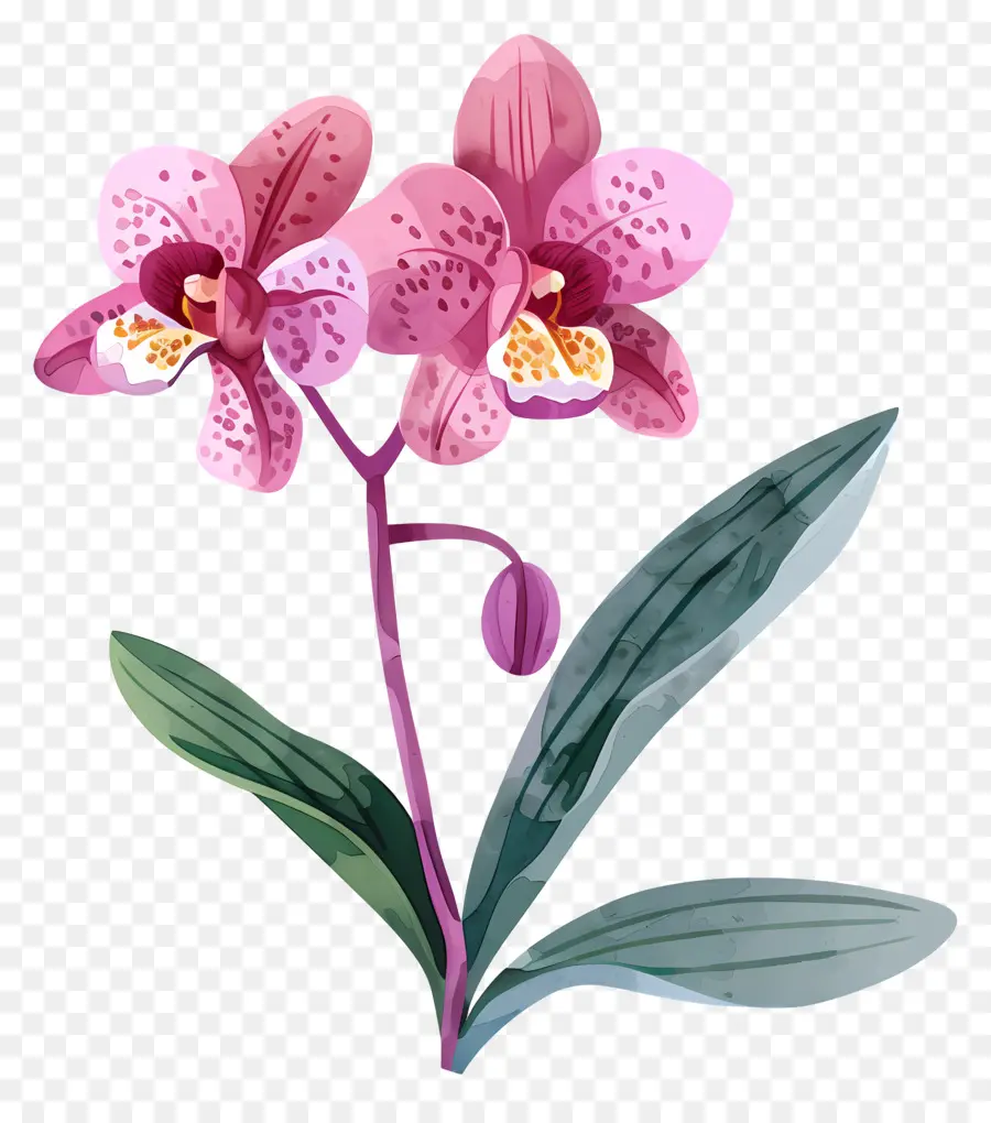 Orquídea，Cor De Rosa Orquídea PNG
