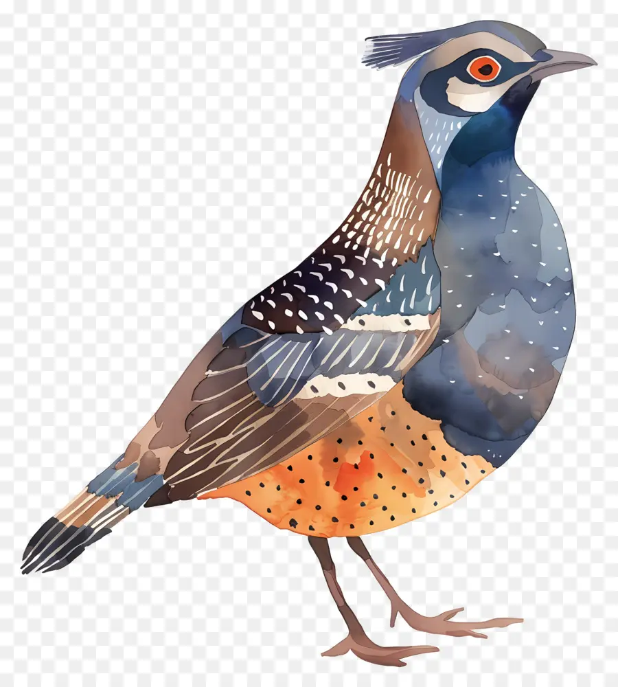 Codorna，Pássaro Ilustração PNG