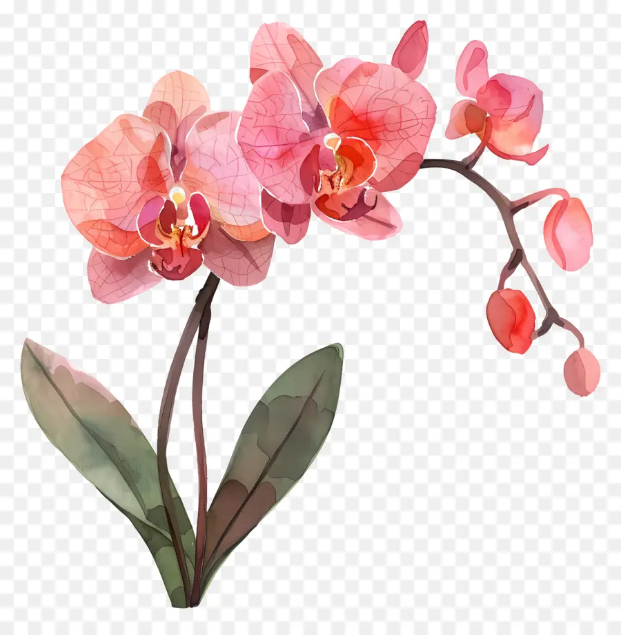 Orquídea，Orquídeas PNG