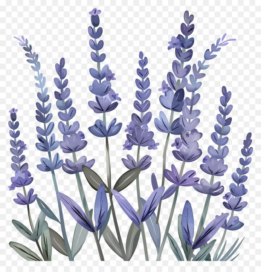 Lavanda，Pintura Em Aquarela PNG