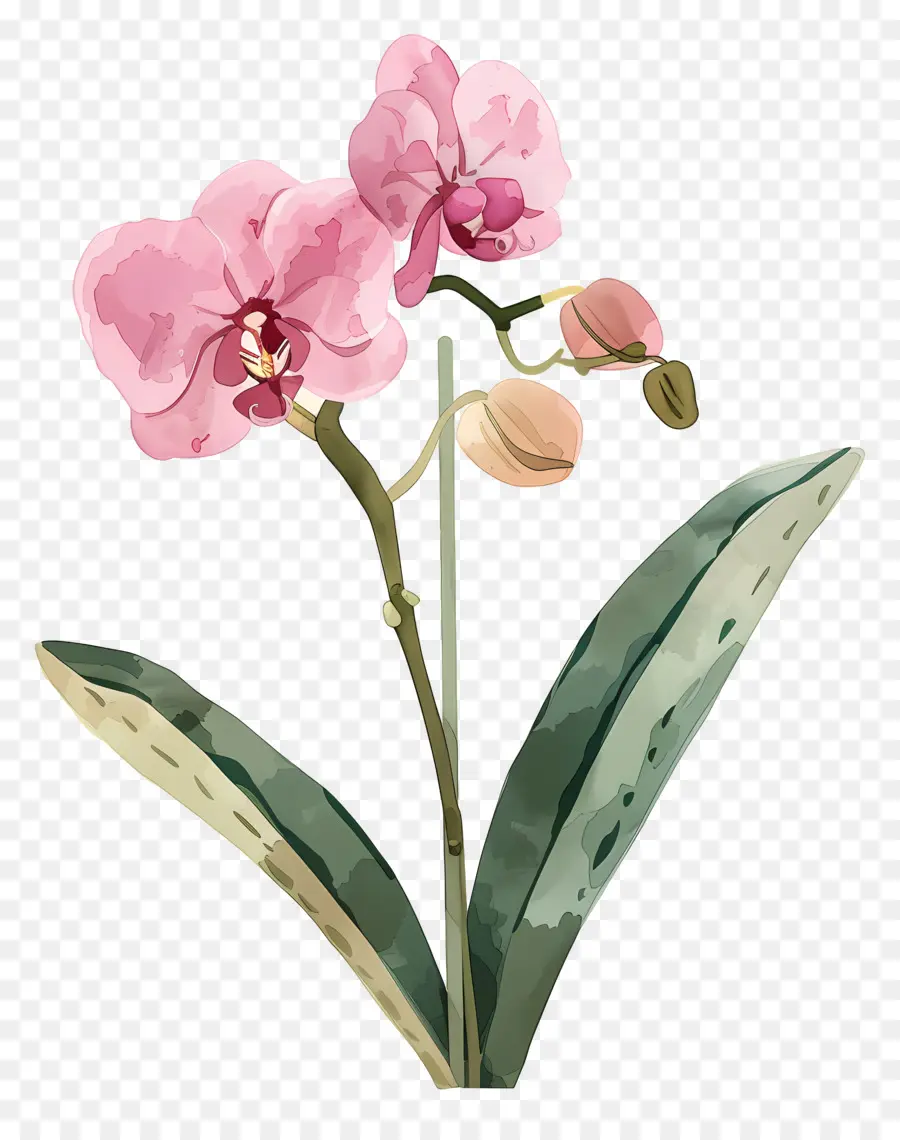 Orquídea，Cor De Rosa Orquídea PNG