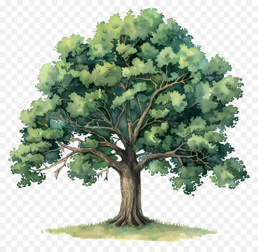 Oak Tree，árvore PNG