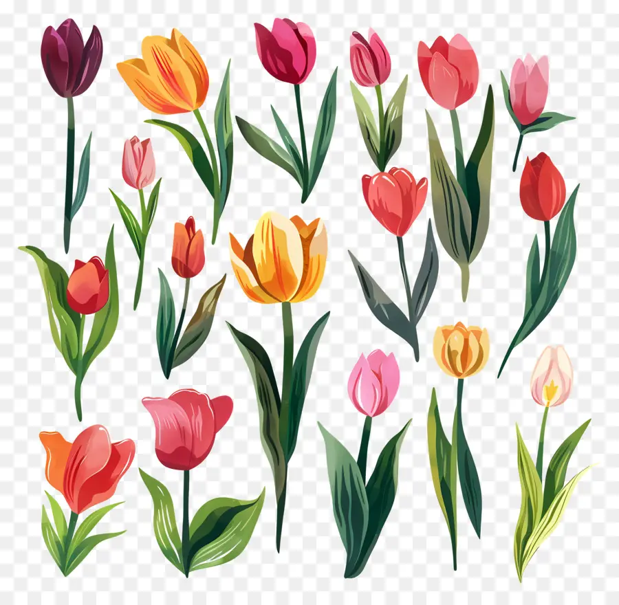 Tulipas，Tulipas Coloridas PNG