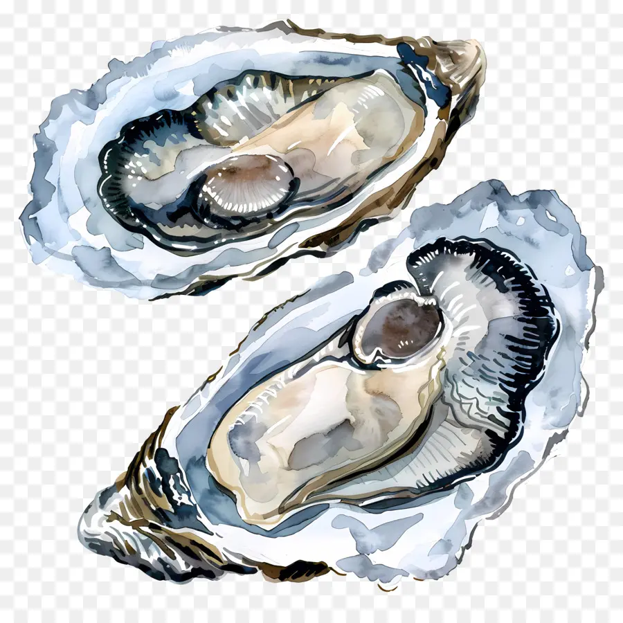 Ostras，Oysters PNG