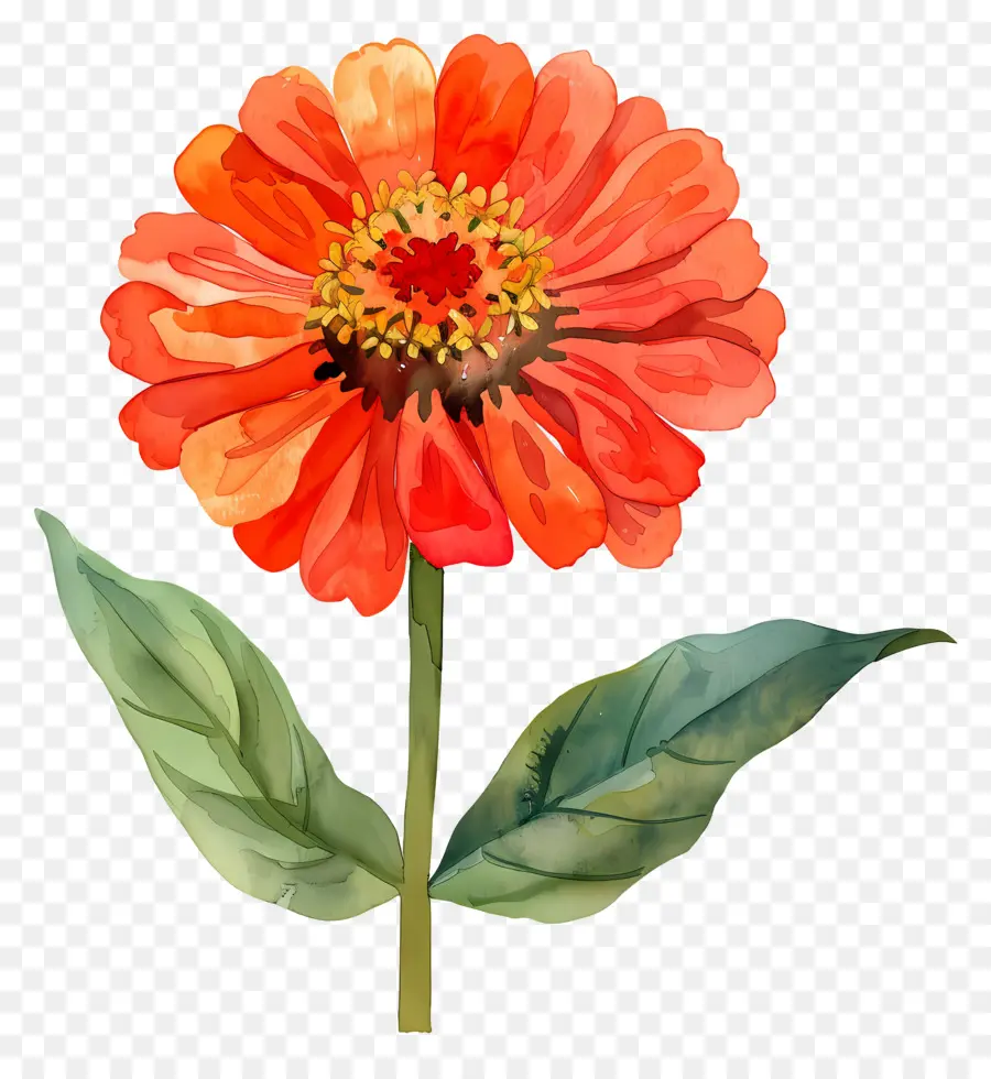 Zínia，Flor Vermelha PNG