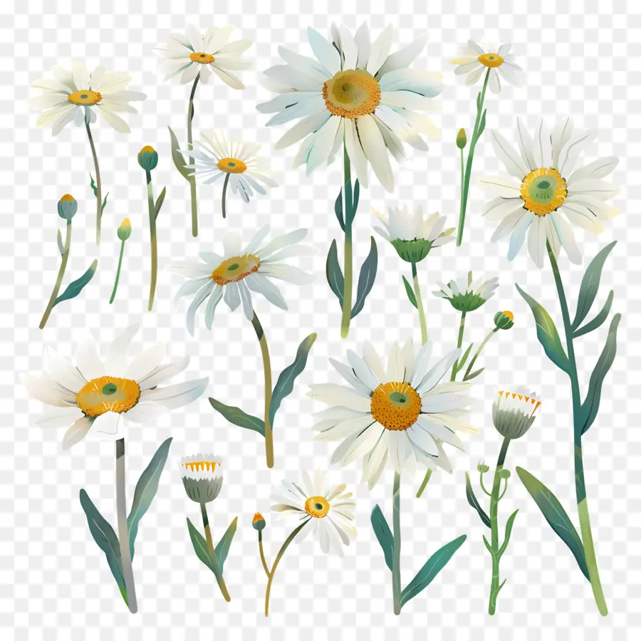 Estrado，Flores Brancas Da Margarida PNG