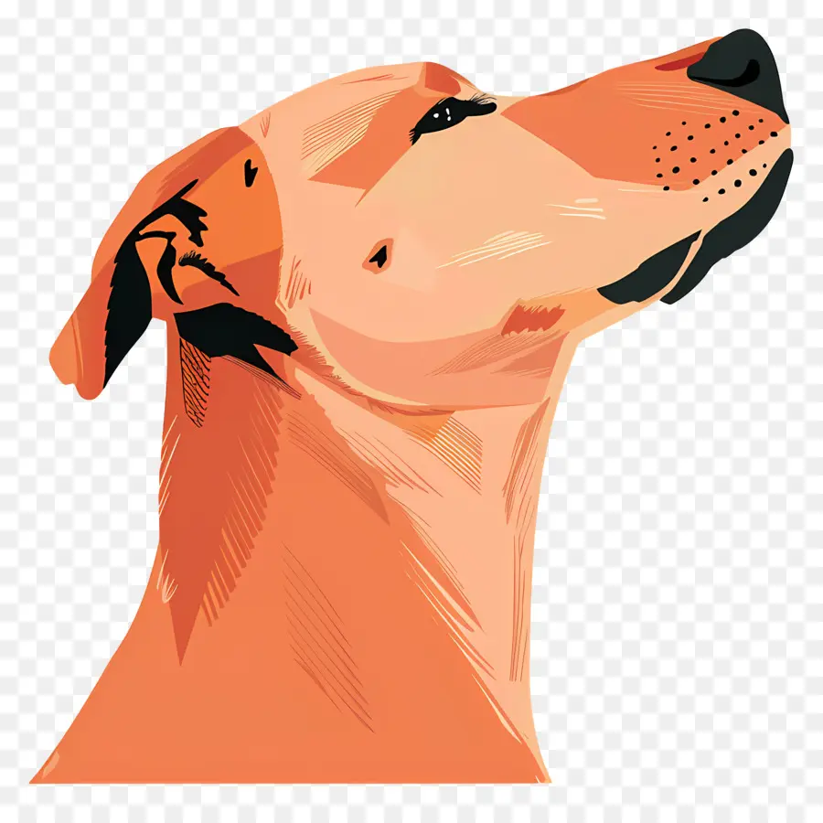 Cabeça De Cachorro，Perfil De Cachorro PNG