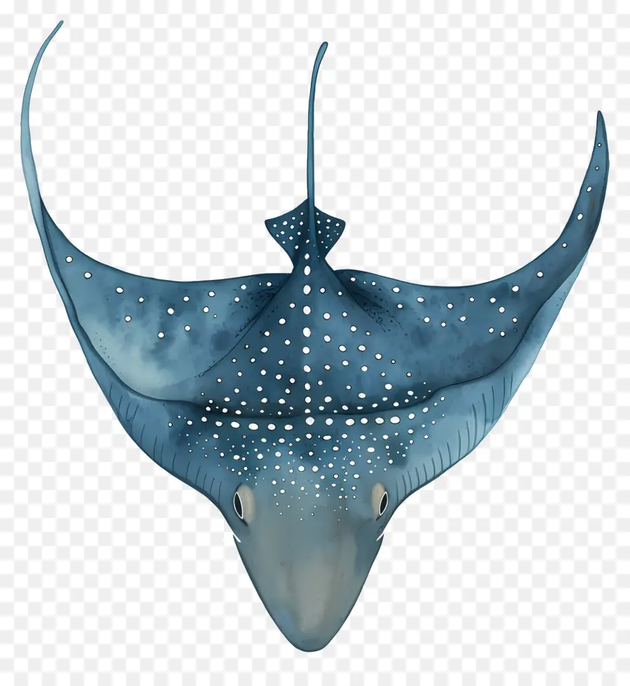 Arraia，Mantaraia PNG