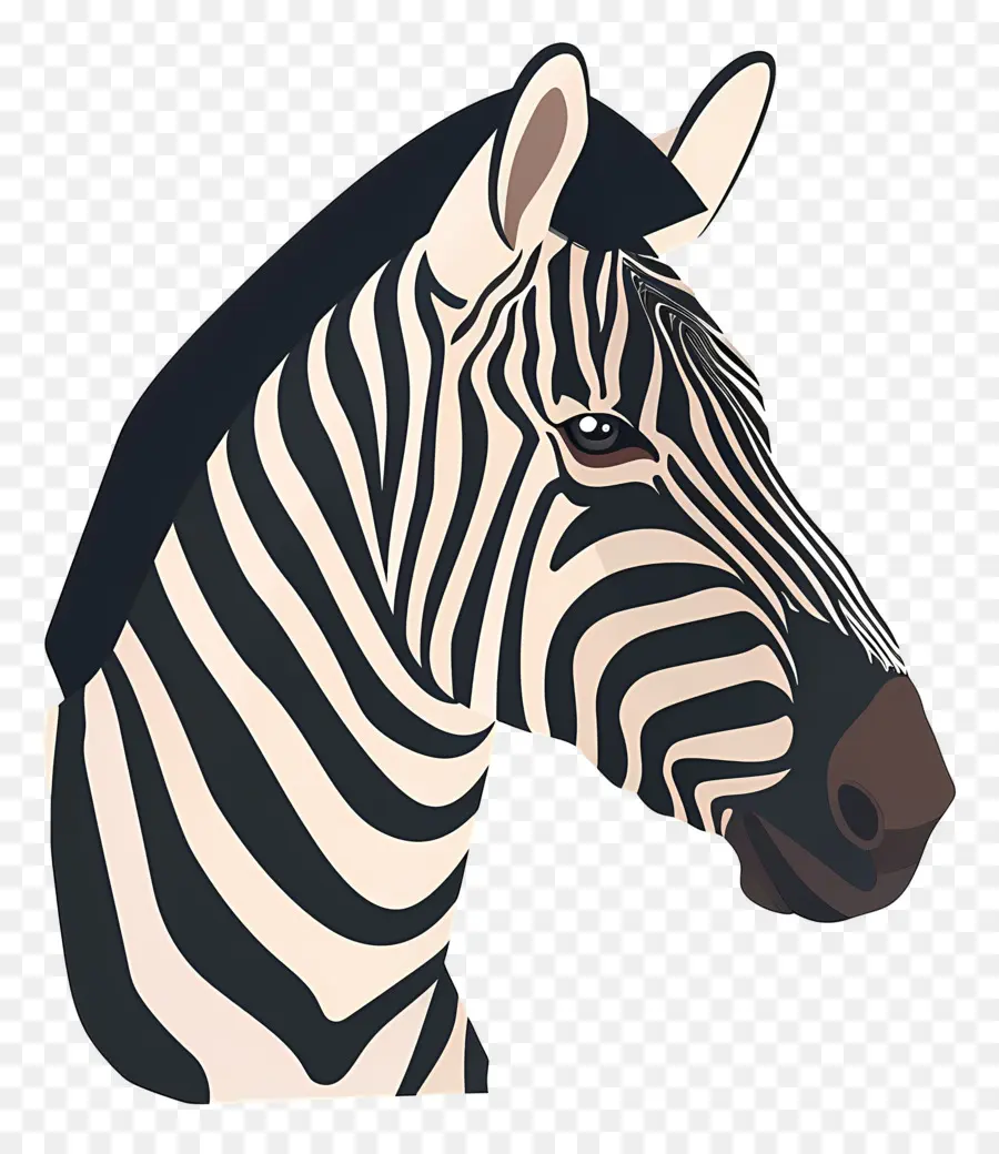 Cabeça De Zebra，Zebra PNG