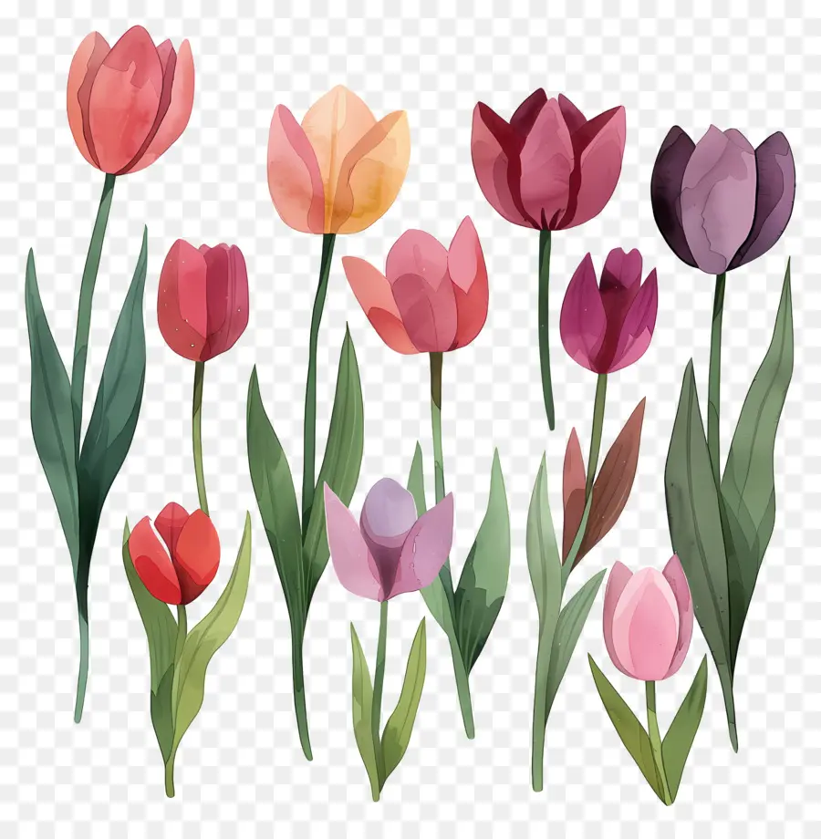 Tulipas，Tulipas Coloridas PNG