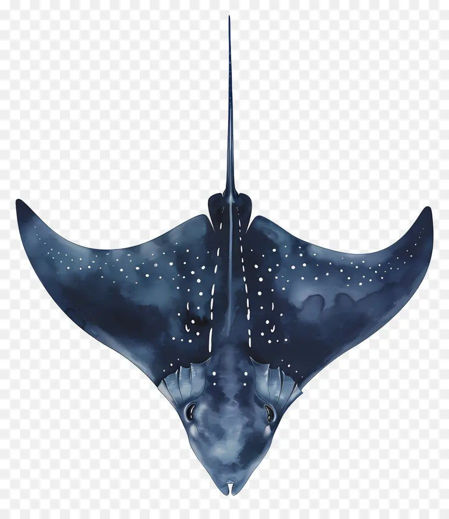 Arraia，Mantaraia PNG