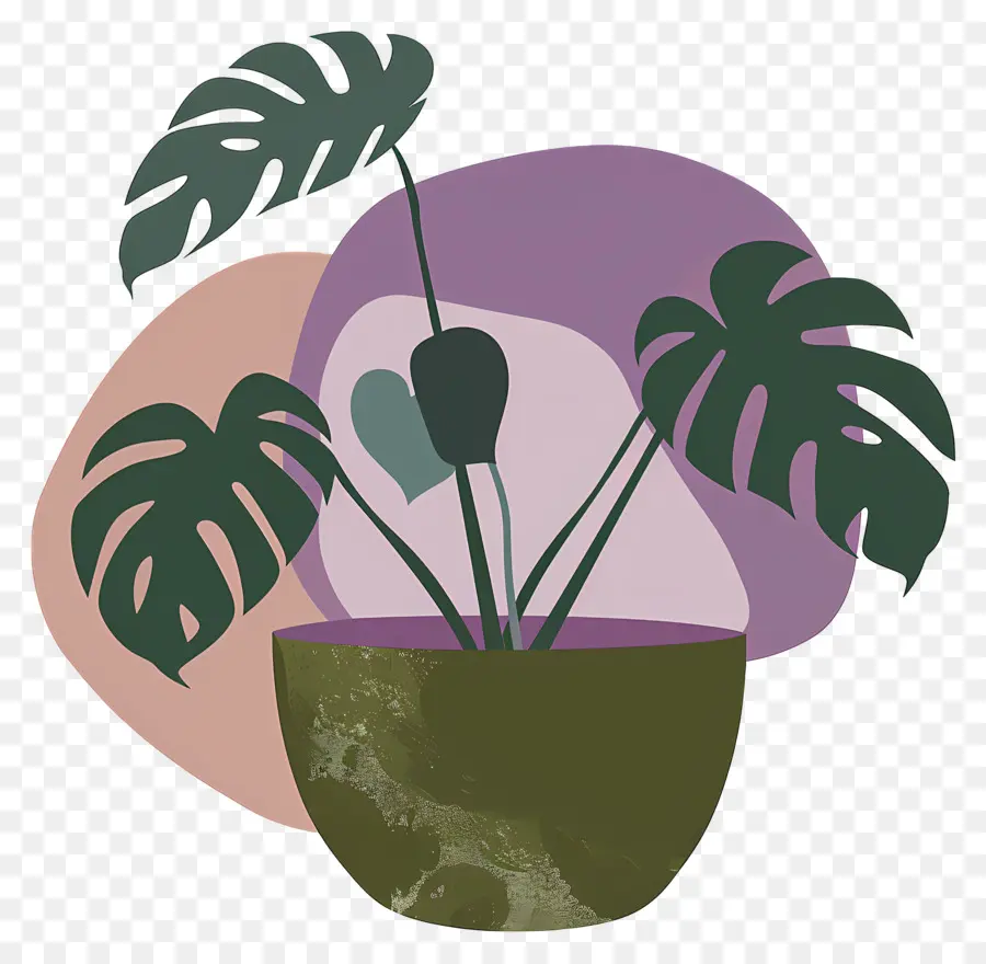 Planta Monstro，Planta Em Vaso PNG