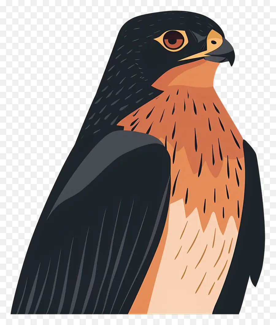 Cartoon Hawk，Aves PNG