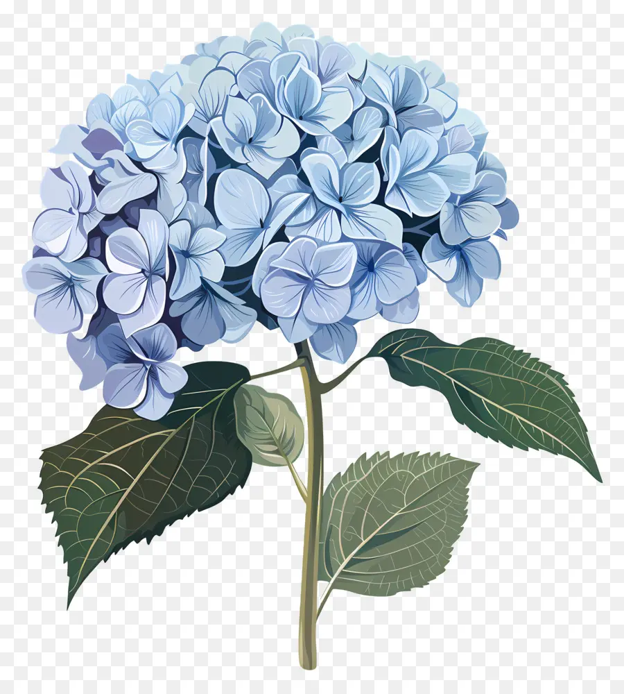 Hortênsia，Hortan Azul PNG