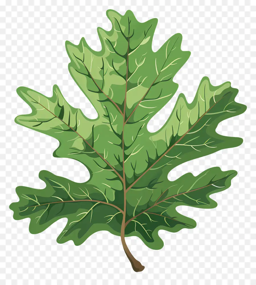 Folha De Carvalho，Oak Tree PNG