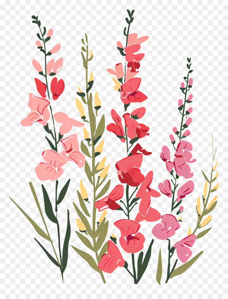 Snapdragons，Flores Cor De Rosa PNG