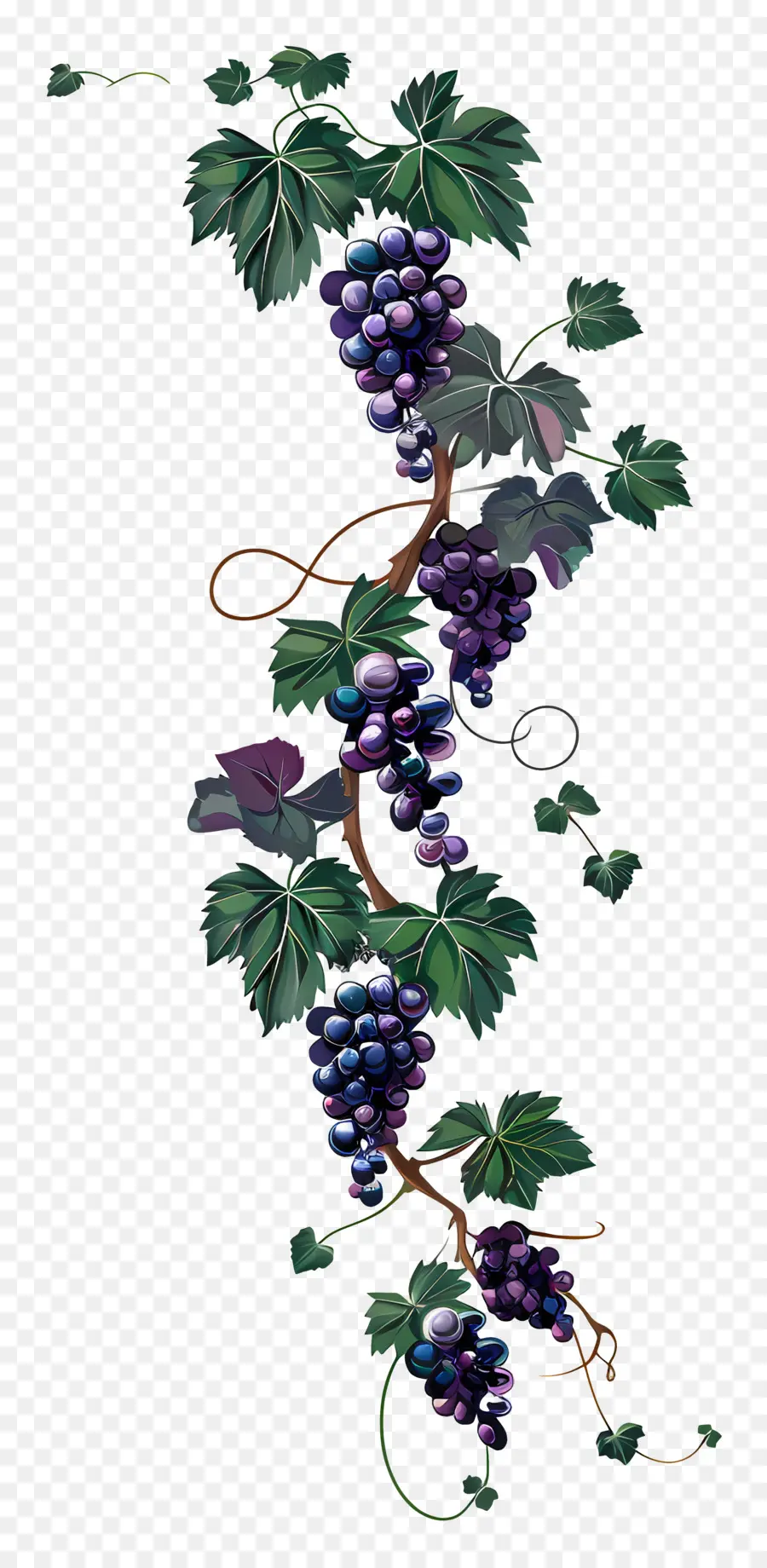 Vinha，Uvas PNG