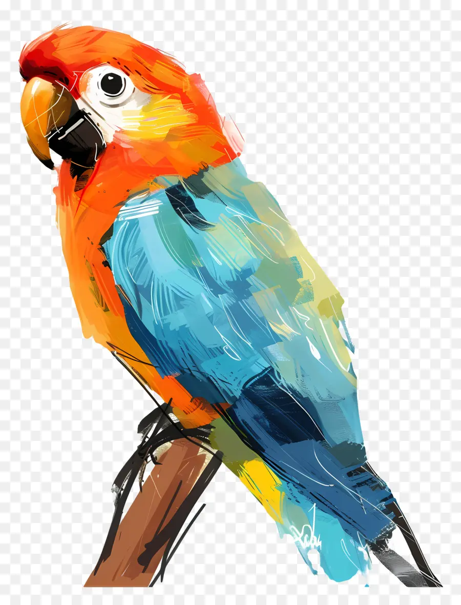 Papagaio，Aves PNG