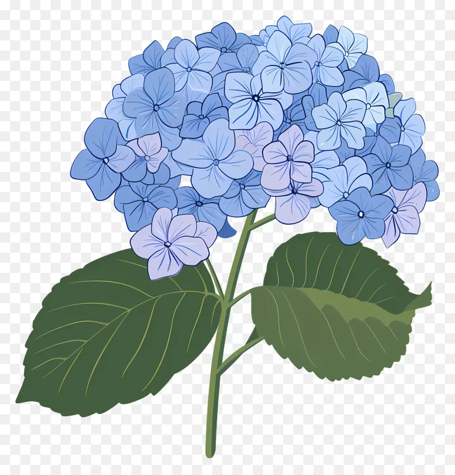 Hortênsia，Flor Azul PNG