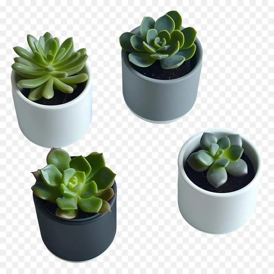 Vasos De Suculentas，Plantas Suculentas PNG