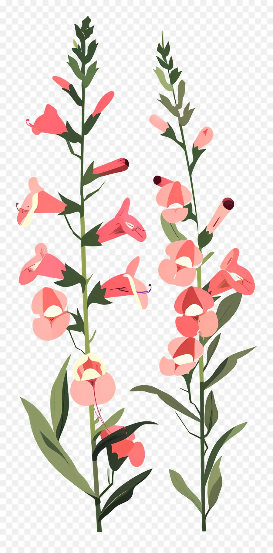 Snapdragons，Flores Cor De Rosa PNG