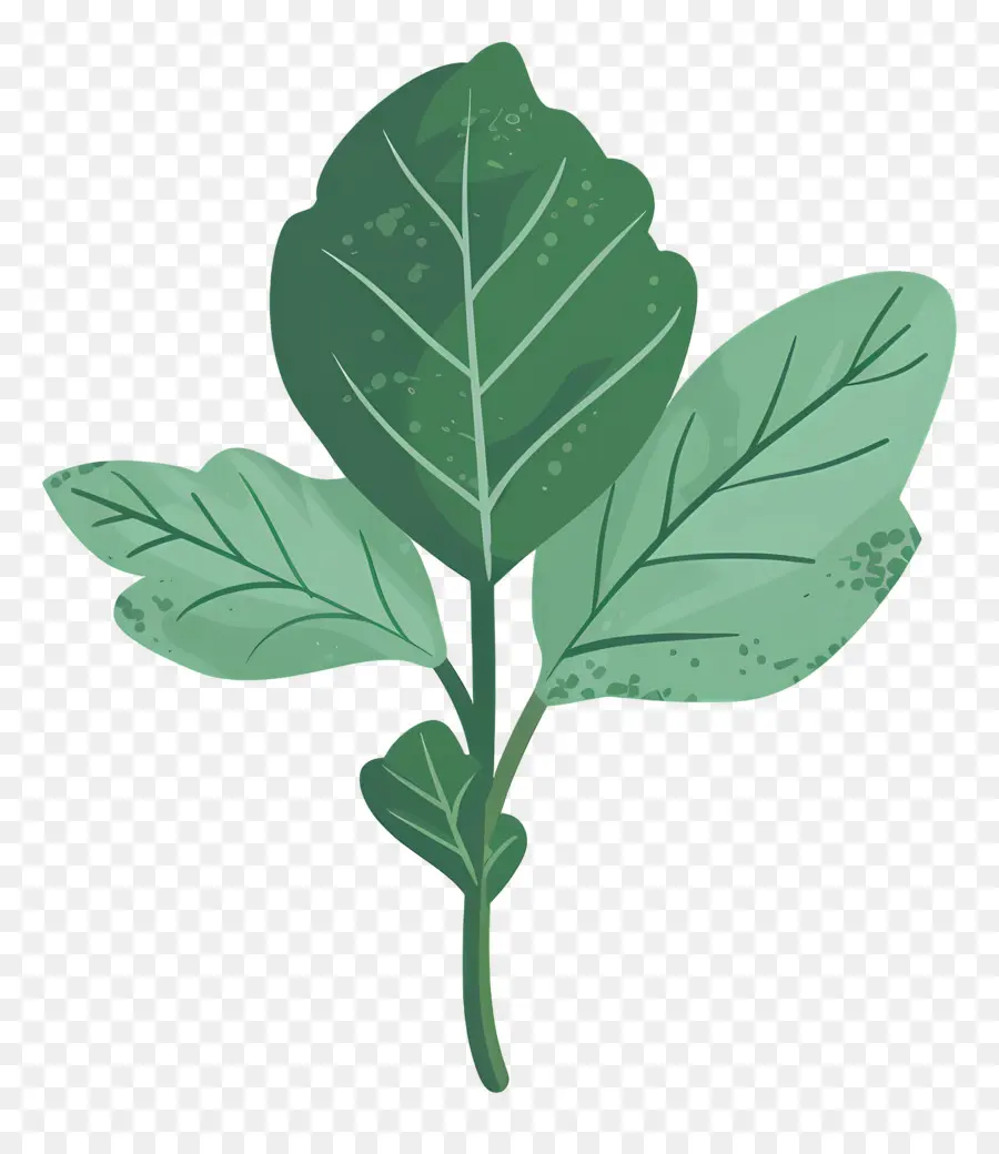 Folhas De Hortelã，Planta Frondosa PNG