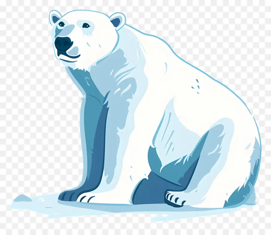 Urso Polar，ártico PNG