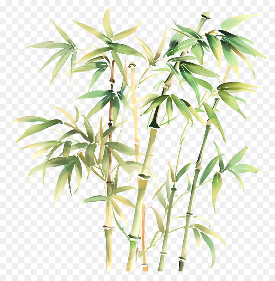 Bambu，Verde PNG