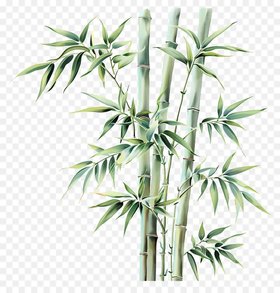 Bambu，Planta De Bambu PNG