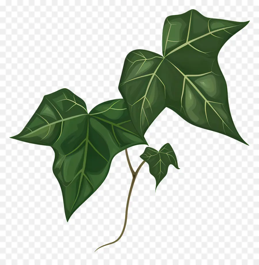 Ivy Folha，Folha Verde PNG