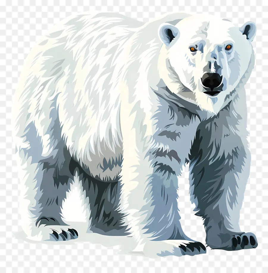 Urso Polar，Urso Branco PNG