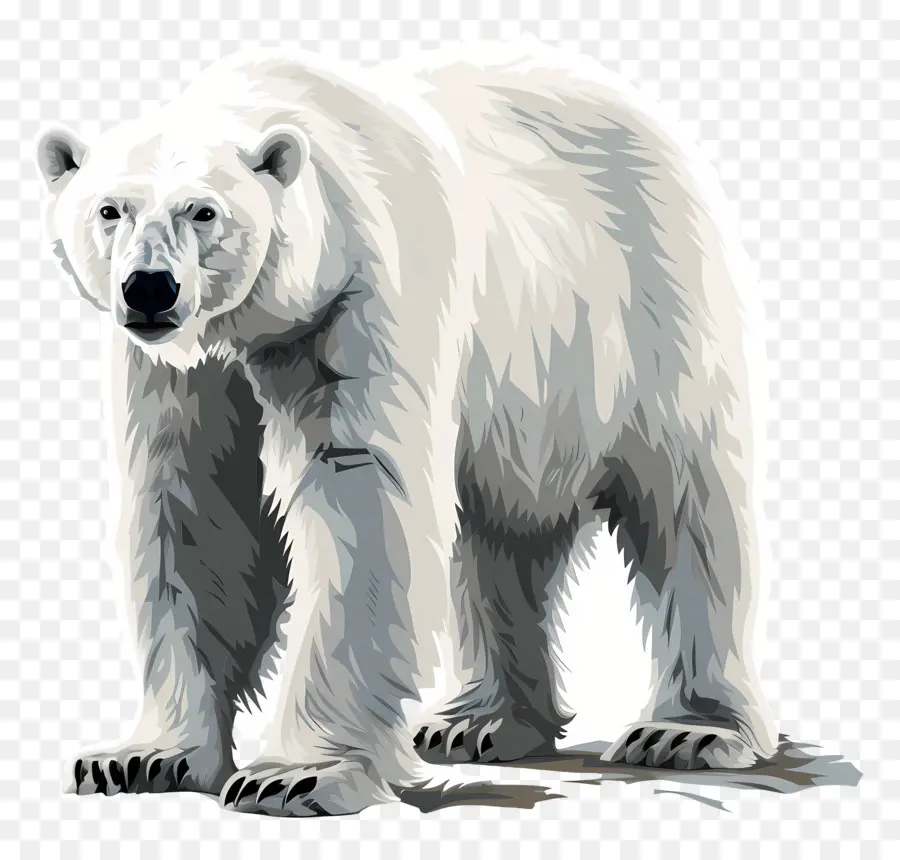 Urso Polar，A Vida Selvagem PNG