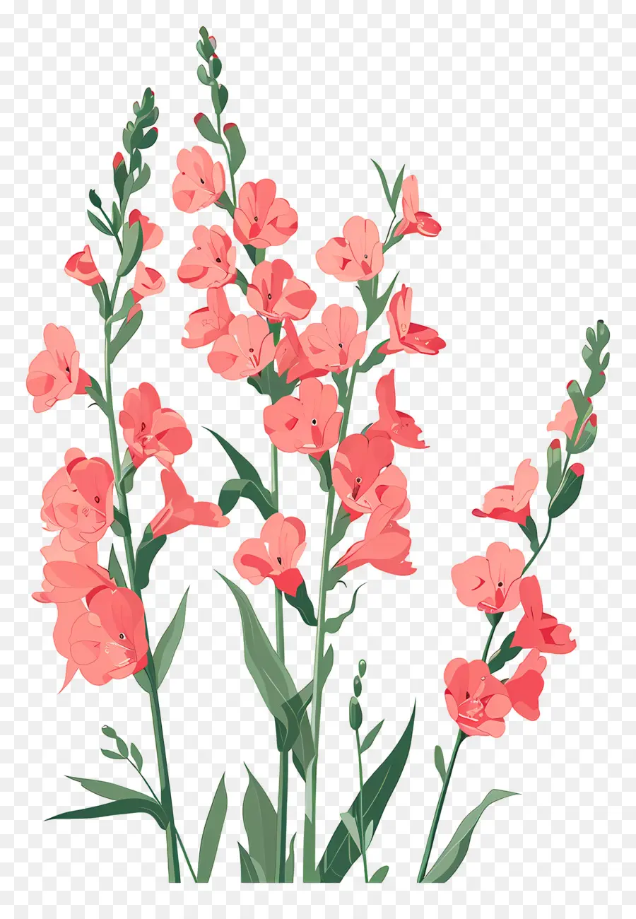 Snapdragons，Flores Cor De Rosa PNG