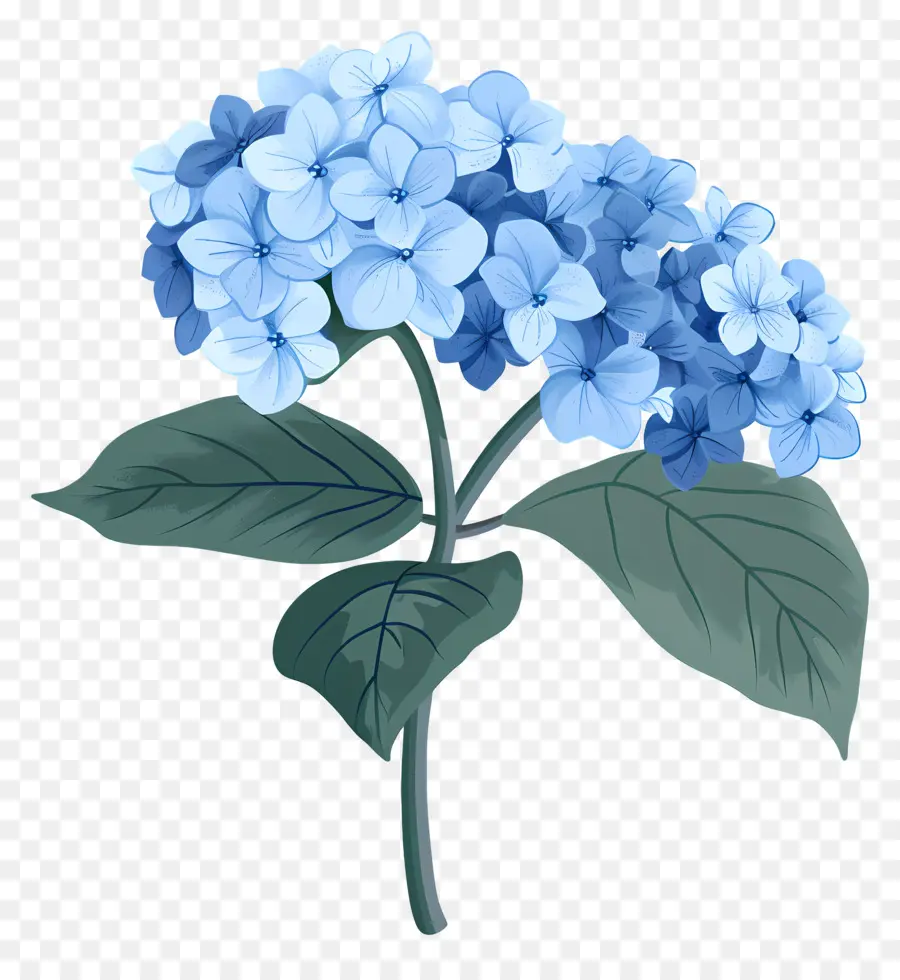 Hortênsia，Flor Azul PNG