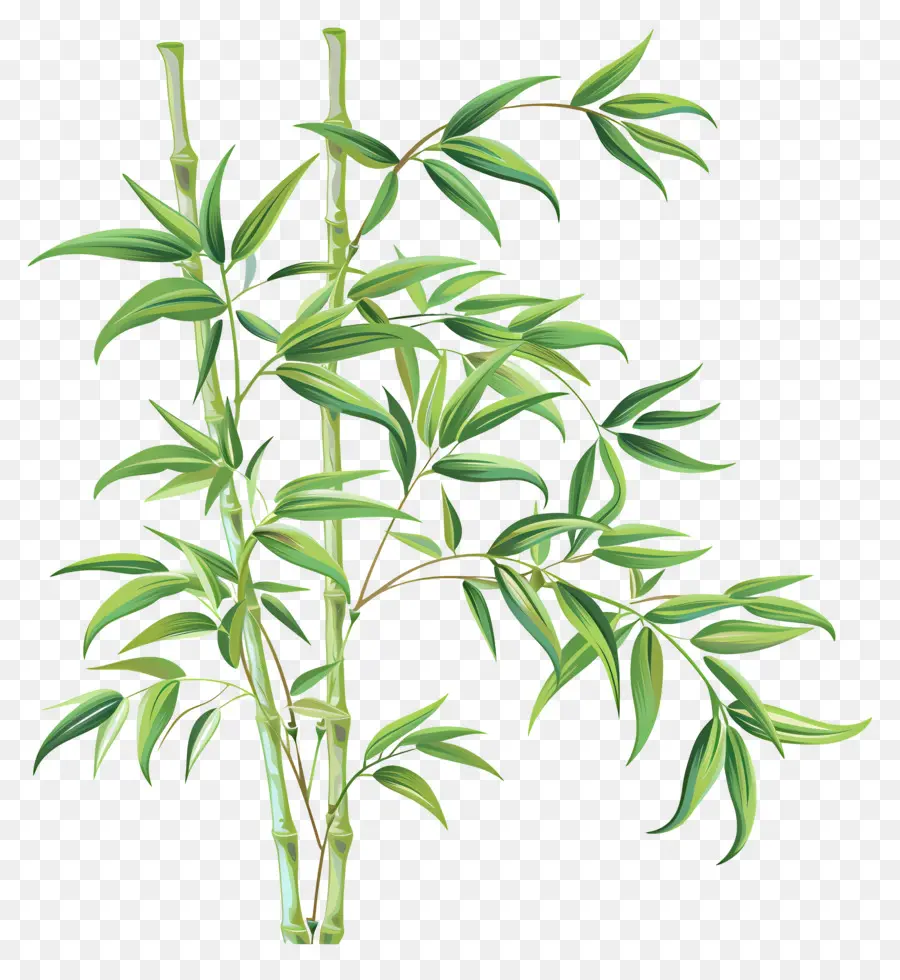 Bambu，Planta De Bambu PNG